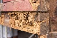 Termite Inspection Melbourne image 2